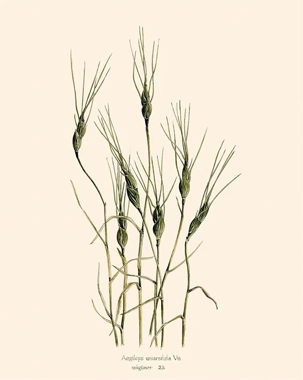 AğlayangelinPrinç kağıdı üzerine suluboya, 2026

135 x 66 cm