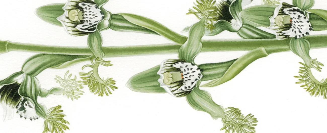 Bipinnula fimbrataSuluboya, 2026
42 x 30 cm (17″ x 12″)
©Kraliyet Edinburgh Botanik Bahçesi