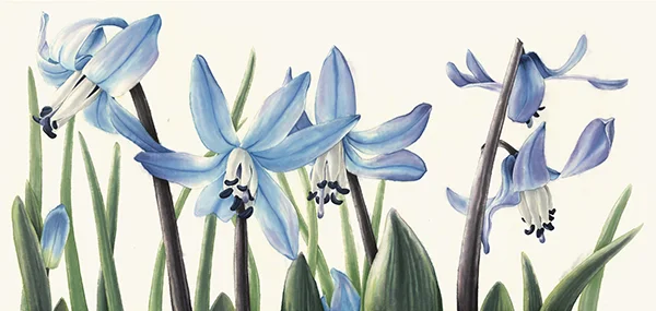 Kardaşkanı ve AyıparmağıPrinç kağıdı üzerine suluboya, 2026

135 x 65 cm