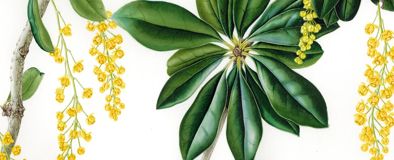 Berberis valdivianaSuluboya, 2026
42 x 30 cm (17″ x 12″)
©Kraliyet Edinburgh Botanik Bahçesi
