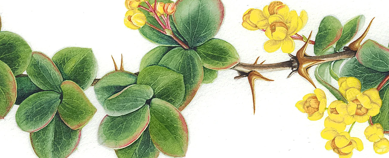 Berberis rotundifoliaSuluboya, 2026
42 x 30 cm (17″ x 12″)
©Kraliyet Edinburgh Botanik Bahçesi