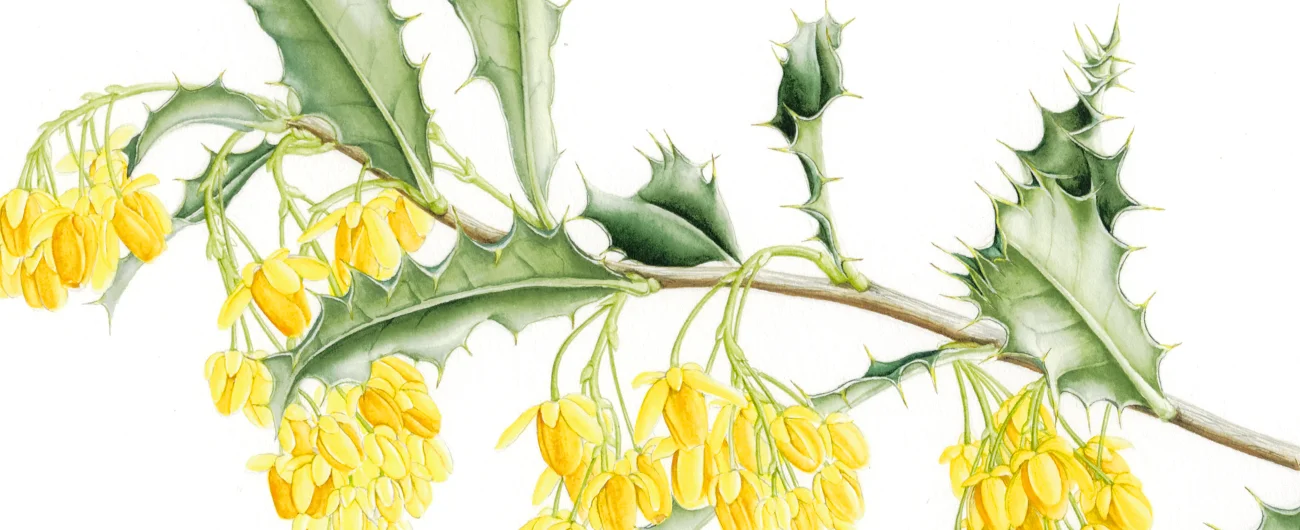 Berberis negerianaSuluboya, 2026
42 x 30 cm (17″ x 12″)
©Kraliyet Edinburgh Botanik Bahçesi