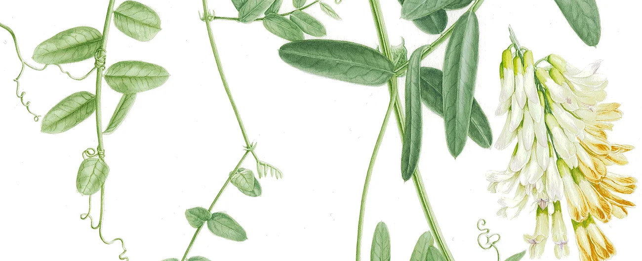 Vicia nigricansSuluboya, 2026
42 x 30 cm (17″ x 12″)
©Kraliyet Edinburgh Botanik Bahçesi