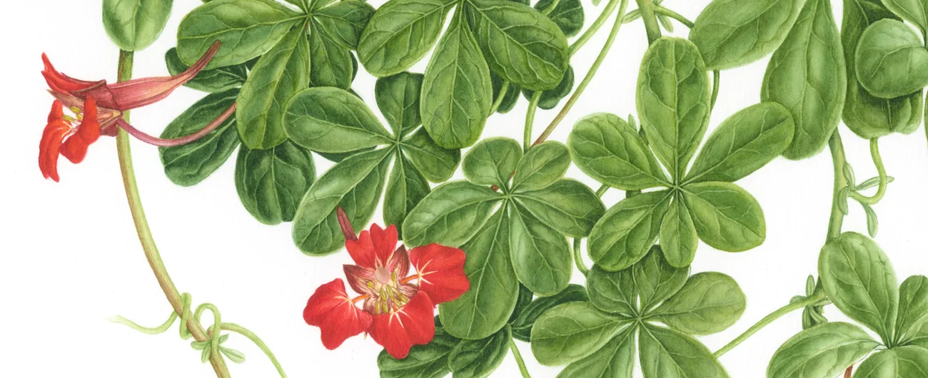 Tropaeolum speciosumSuluboya, 2026
42 x 30 cm (17″ x 12″)
©Kraliyet Edinburgh Botanik Bahçesi