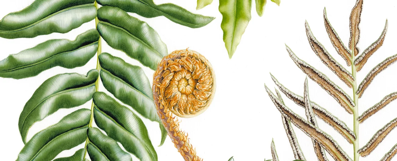 Blecnum chilensisSuluboya, 2026
42 x 30 cm (17″ x 12″)
©Kraliyet Edinburgh Botanik Bahçesi