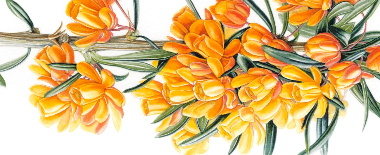 Berberis trigonaSuluboya, 2026
42 x 30 cm (17″ x 12″)
©Kraliyet Edinburgh Botanik Bahçesi