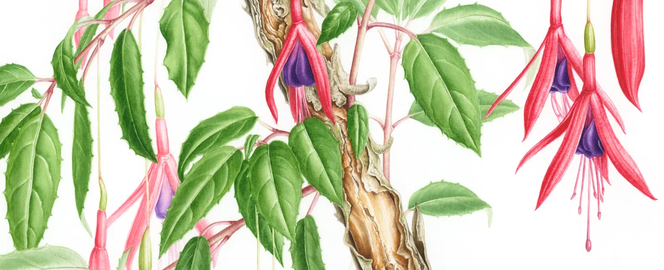 Fuchsia magellanicaSuluboya, 2026
42 x 30 cm (17″ x 12″)
©Kraliyet Edinburgh Botanik Bahçesi