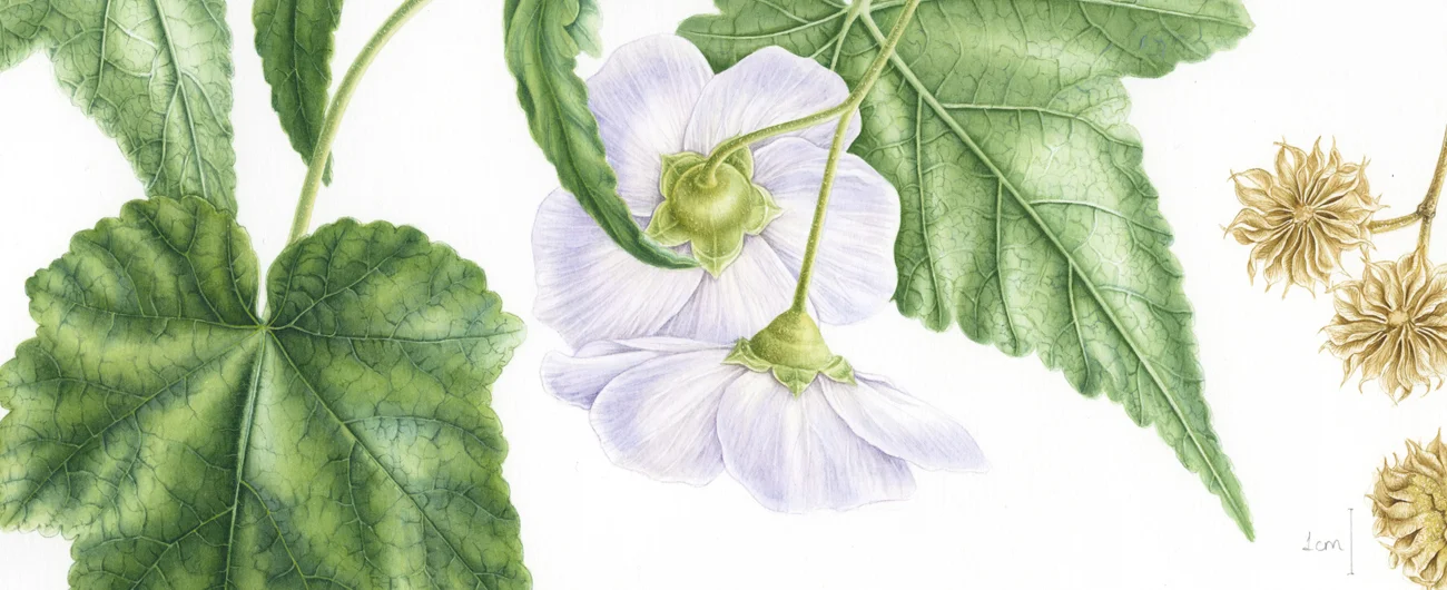 Corynabutilon ochensiiSuluboya, 2026
42 x 30 cm (17″ x 12″)
©Kraliyet Edinburgh Botanik Bahçesi