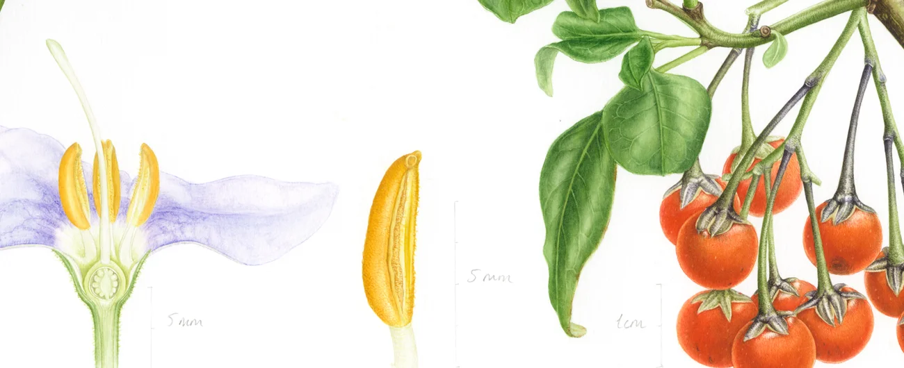 Solanum crispumSuluboya, 2026
42 x 30 cm (17″ x 12″)
©Kraliyet Edinburgh Botanik Bahçesi
