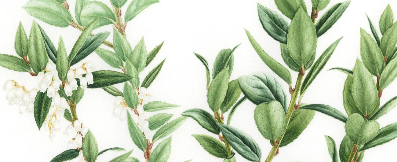 Gaultheria insanaSuluboya, 2026
42 x 30 cm (17″ x 12″)
©Kraliyet Edinburgh Botanik Bahçesi