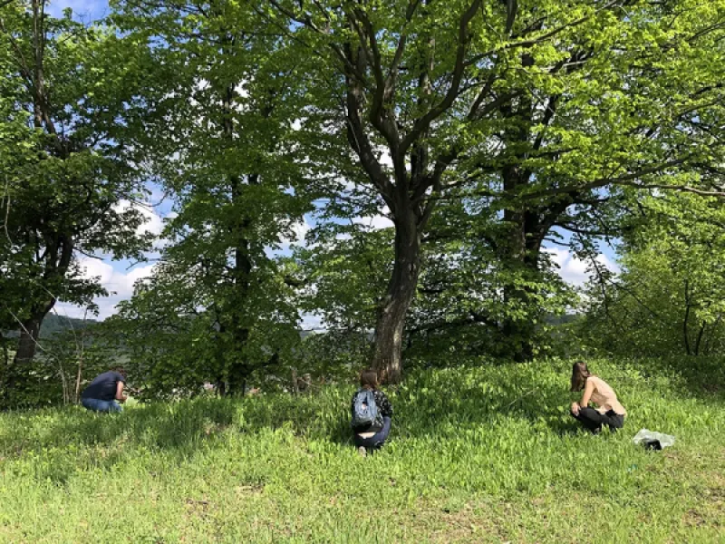 CASTANEA SATIVA