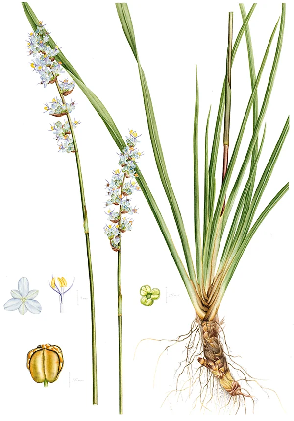 Libertia sessilifloraSuluboya, 202642 x 30 cm (17″ x 12″)©Kraliyet Edinburgh Botanik Bahçesi